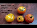 Why do Tomatoes skin split or crack How to prevent them Can we eat cracked Tomatoes in english
