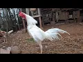 Download Lagu Suara ayam kampung berkokok di pagi hari #rooster #ayam #ayamkampung 