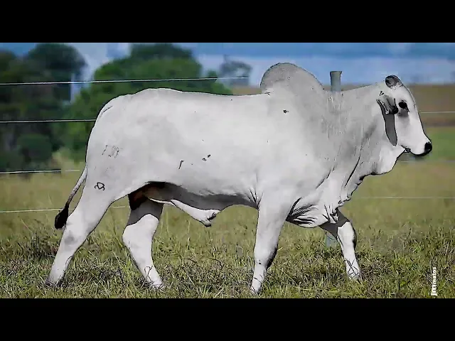 Touro Nelore FDY - 148
