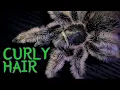 Download Lagu Curly Hair Tarantula (Tliltocatl / Brachypelma albopilosum) Verzorging en veeteelt