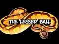 The Lesser Ball Python