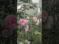 Download Lagu มองเคอร์โรส #กุหลาบญี่ปุ่น#rose #flowers #คนรักกุหลาบ #ทาสกุหลาบ #beautiful #rose