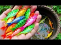 Download Lagu Unboxing IKan Hias Warna Warni,Ikan Cupang,Ikan Koi,Ikan Komet,Ikan Koki,Kura Kura Brazil,Gupy