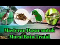 Lagu Masteran dasar untuk Trotol Murai Batu