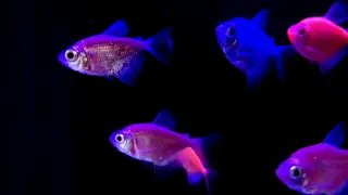 Fish Swimming Against Dark Background Great For 3D Holograms 