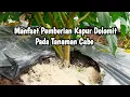 Lagu Aplikasi Kapur Dolomit Ke Tanaman Cabe manfaatnya apa ???