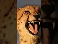 Download Lagu What does a cheetah sound like?