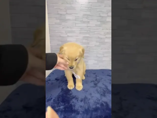 動画