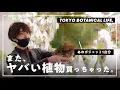 Download Lagu 今年もヤバい植物、買っちゃった。【TBL44】