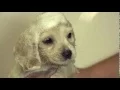 Royal Pet Salon McAllen TX Puppy Getting a Bath