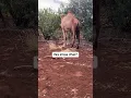 Suaal Geeljira yaasha kusocota Hashas wa imisa dhal ? #shortsvideo #funny #somalia #muqdisho