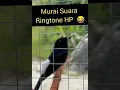 Download Lagu Murai Suara Ringtone Hp #muraibatu #muraibatuisian #fypシ #fypviral #viralvideo #masteranmuraibatu