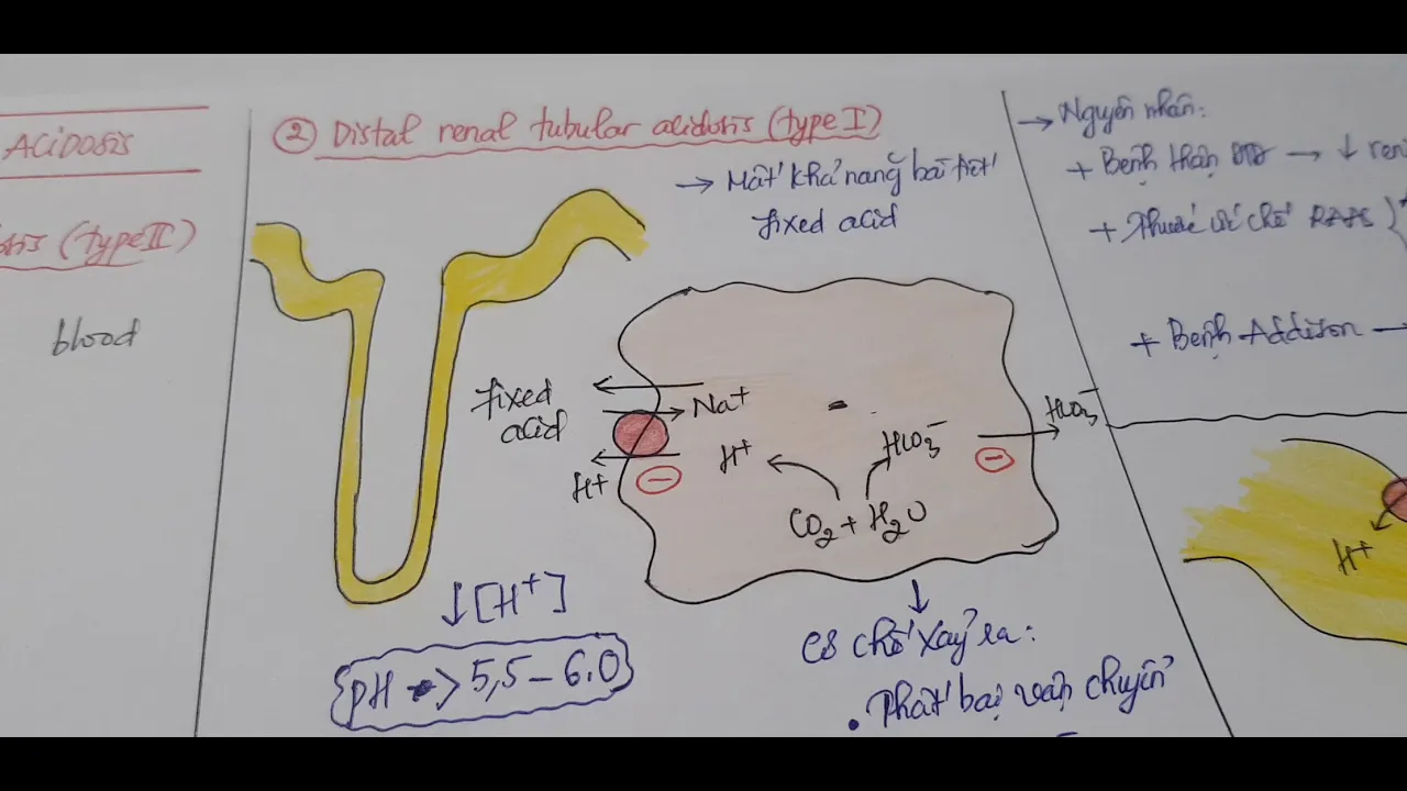 Sinh lý thận 8 - Toan hoá ống thận (RTA - Renal Tubular Acidosis)