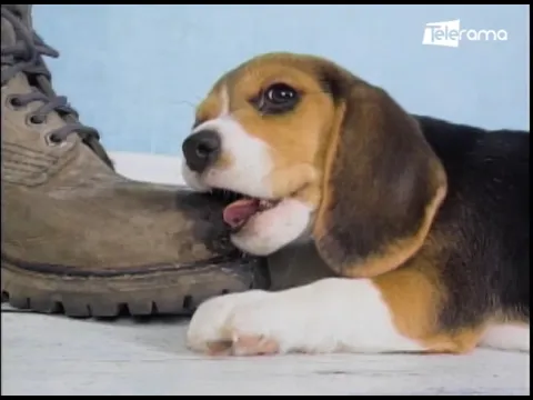 Mi perrito muerde todo ¿Qué hago?