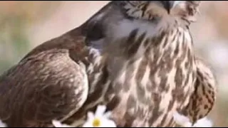 فيك النوادر من قصيد الجزاله يامصور الأبداع في قفر الأبيات دندنها