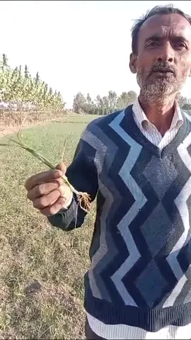 सहारनपुर के किसान महबूब ने गेहूं की अच्छी फसल का बताया कैसा राज |वनइंडिया हिंदी
