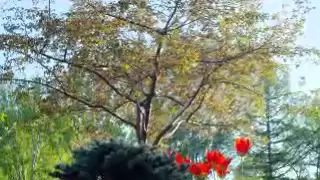                          فيروز   شتي يا دنيي دندنها