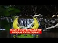 Lagu suara sogon betina birahi memikat sagon jantan