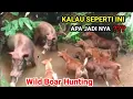 amazing!!! a wild boar surrounded by hunting dogs//wild boar hunting