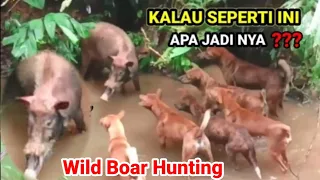 Download amazing!!! a wild boar surrounded by hunting dogs//wild boar hunting MP3