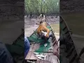 Download Lagu 🐅On Camera Tiger Attack! Fisherman in sundarban #tiger #tigerattack