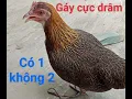 Download Lagu tiếng gà mái rừng gọi trống cực hay. rừng rặc ko tạp âm, nghe là đến