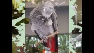 تعليم الببغاء كلمة    الحمد الله    مدة طويلة مكرر   دندنها