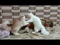 Download Lagu What happens when it's time to feed cats and kittens.#matercat #funnycats #catvideos #funnyanimals 