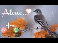 Download Lagu 😭 Rula Dene Waale Sad Ringtones 2024 | New Heart Touching Emotional Ringtone Collection