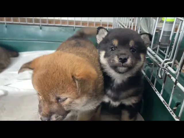 動画