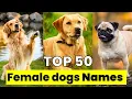 Female Dog Name Top 50 Male Dog Names Unique Female Dog Names
