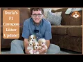 Darla s F1 Cavapoo Litter Update