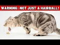 NEVER IGNORE THIS - Why Your Cat Vomits