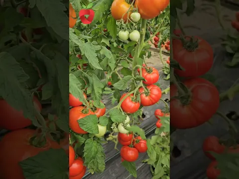 🍅🍅🍅 #garden #tomato #garten