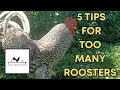 5 Tips For Too Many Roosters