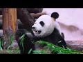 Plannet Animals 8K ULTRA HD - Wild Animals of Rainforest With Calming Music