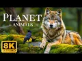 Download Lagu Plannet Animails 8K ULTRA HD - Wilde dieren van het regenwoud met kalmerende muziek