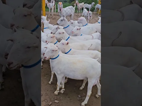 پاکستان کی سب سے خوبصورت رشین ٹیڈی 35 بکریاں