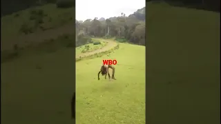 Short Vedio Waraana Bilisummaa Oromoo  Short Vedio Waraana Bilisummaa Oromoo