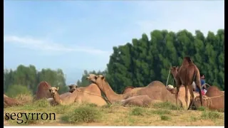 دوبيت الشاعر يوسف قروه 