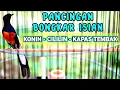 Download Lagu Pancingan murai batu bongkar isian SOGON,CILILIN,KAPAS TEMBAK bikin lawan langsung EMOSI