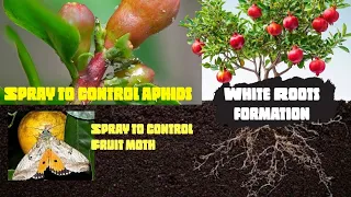 pomegranate farming in karnataka how to improve white roots and spray to control moth and aphids 