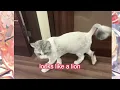 【Utaite_ENG】What happened to iroha!? (#Mafumafu) (english sub)