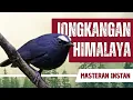 Download Lagu Masteran Jongkangan Himalaya Gacor Full Isian