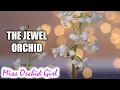 Download Lagu Ludisia discolor in bloom! - The Jewel Orchid
