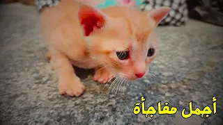مفاجأة في حديقة بيتنا! القطة ولدت 4 قطط صغيرة كيوت جداً 🐾 (لحظات مؤثرة)
