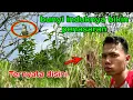 Download Lagu BUNYI SEPERTI INI BIKIN PENASARAN ‼️TERNYATA DISINI SARANG BURUNG CIBLEK GUNUNG