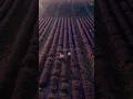 Download Lagu Ishq Hai - Aesthetic lyrics Status | Slowed and Reverb Songs | #shorts