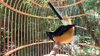 suara murai batu pikat suara memujuk murai batu hutan muraibatugacor harrymeng