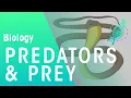 Adaptations Of Predators And Prey Ecology Environment Biology FuseSchool